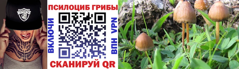 Купить  Юхнов  Псилоцибиновые грибы Psilocybine cubensis 